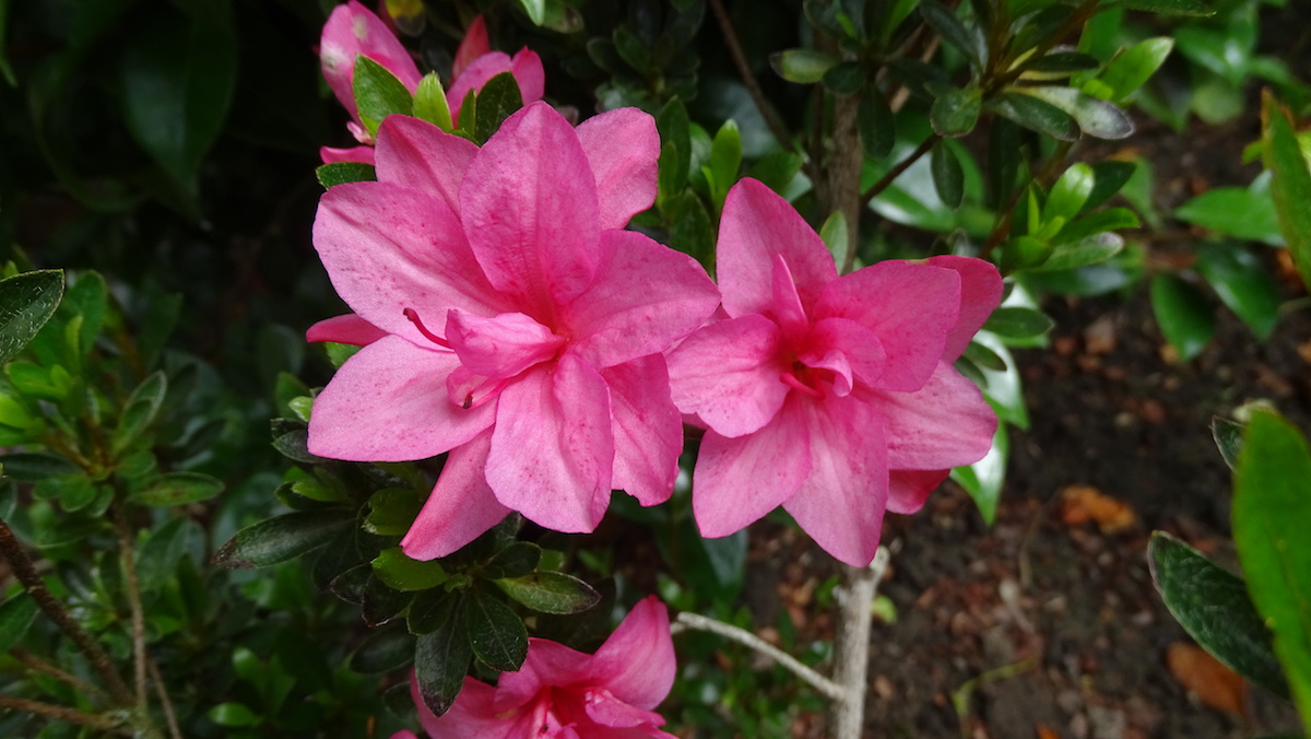 Late pink from Inverewe